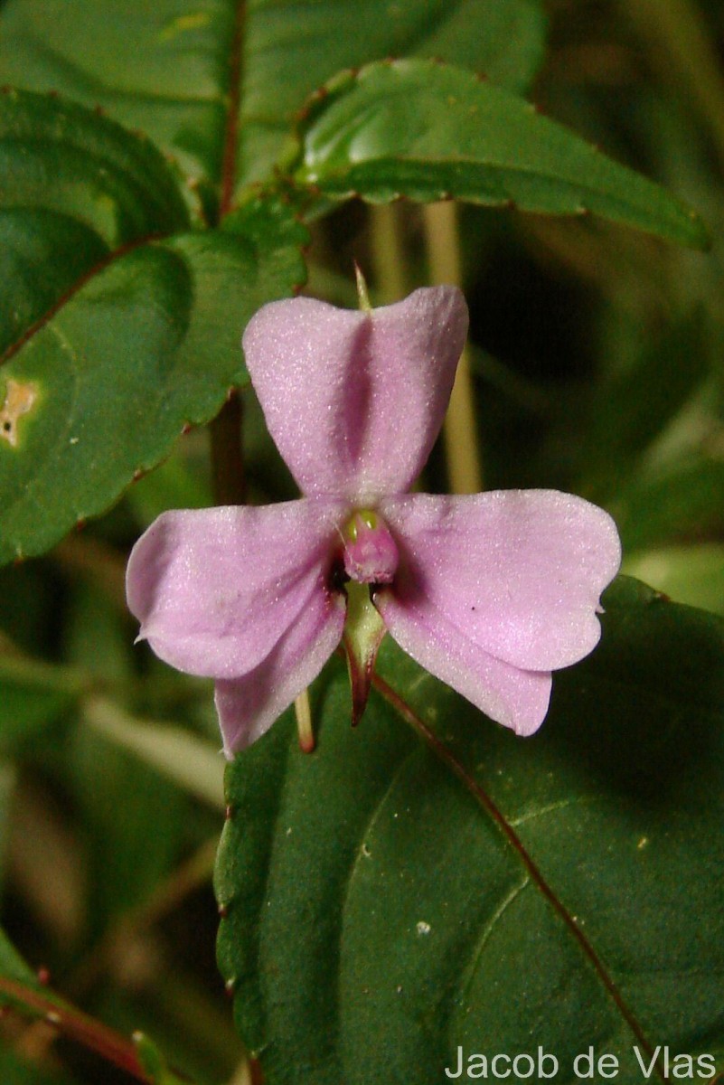 Impatiens leptopoda Arn.
